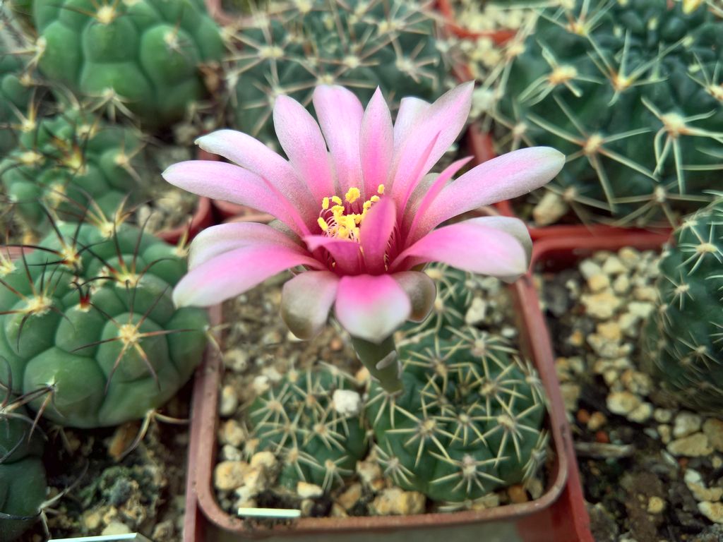 Gymnocalycium heidiae GN 93-714_3033